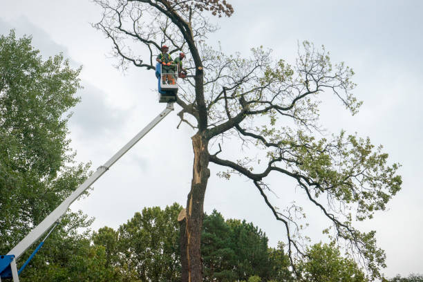 Professional Tree Care Services in Trinity, TX