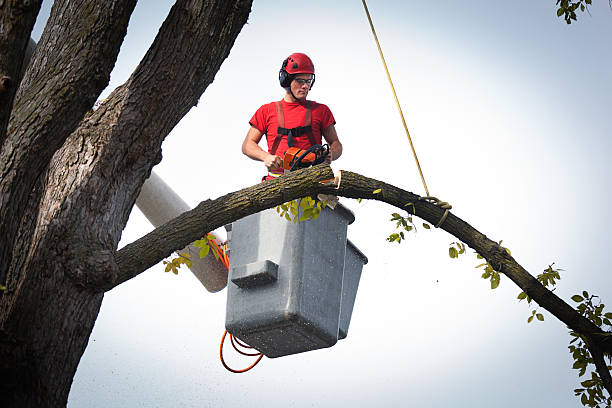 Best Emergency Tree Removal  in Trinity, TX